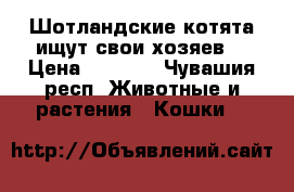 Шотландские котята ищут свои хозяев  › Цена ­ 1 000 - Чувашия респ. Животные и растения » Кошки   